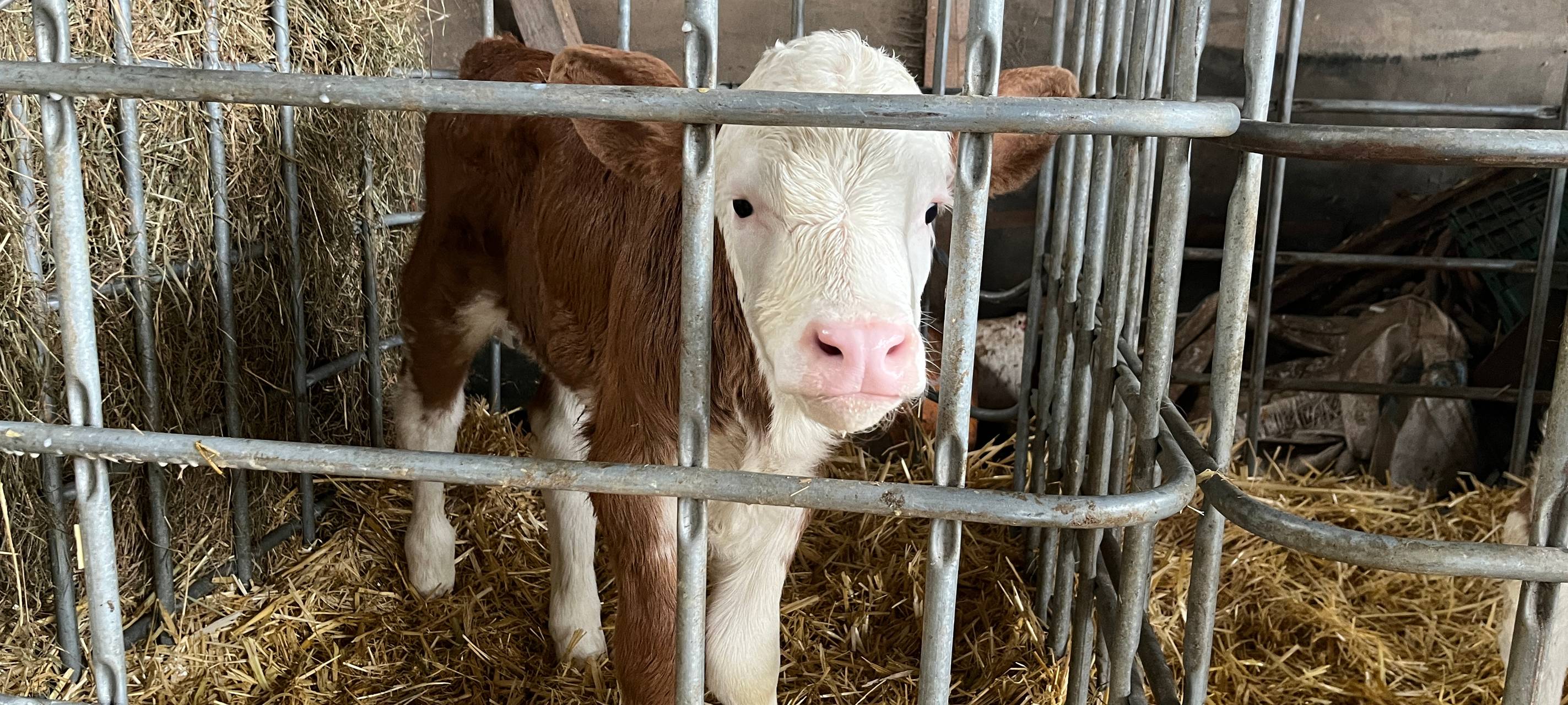 Challenge: nur Produkte aus Dortmund und direkter Umgebung essen