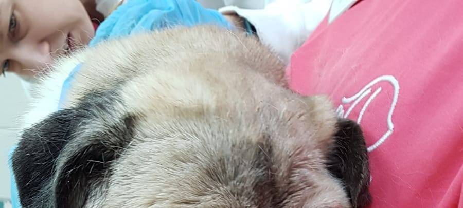 Dortmund: Immer wieder werden verwahrloste Hunde gefunden