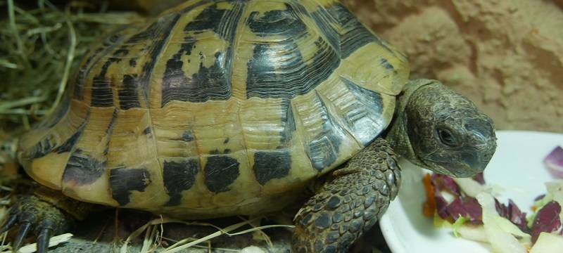 Das Tierheim in Dortmund ist komplett voll
