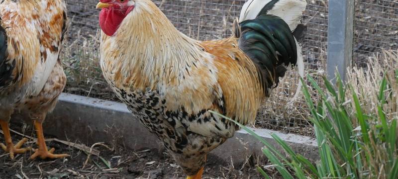 Das Tierheim in Dortmund ist komplett voll