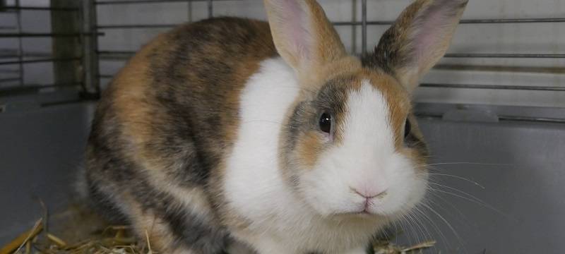 Das Tierheim in Dortmund ist komplett voll