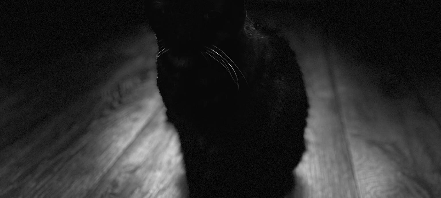 Dortmund: Katze aus Schornstein gerettet