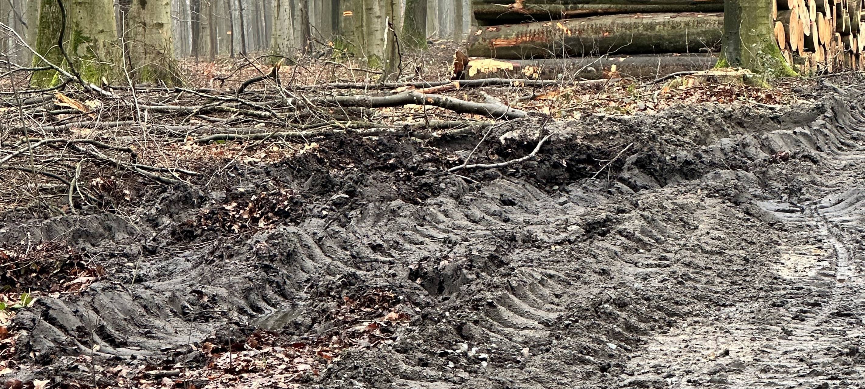 Zerstörte Waldwege in Dortmund
