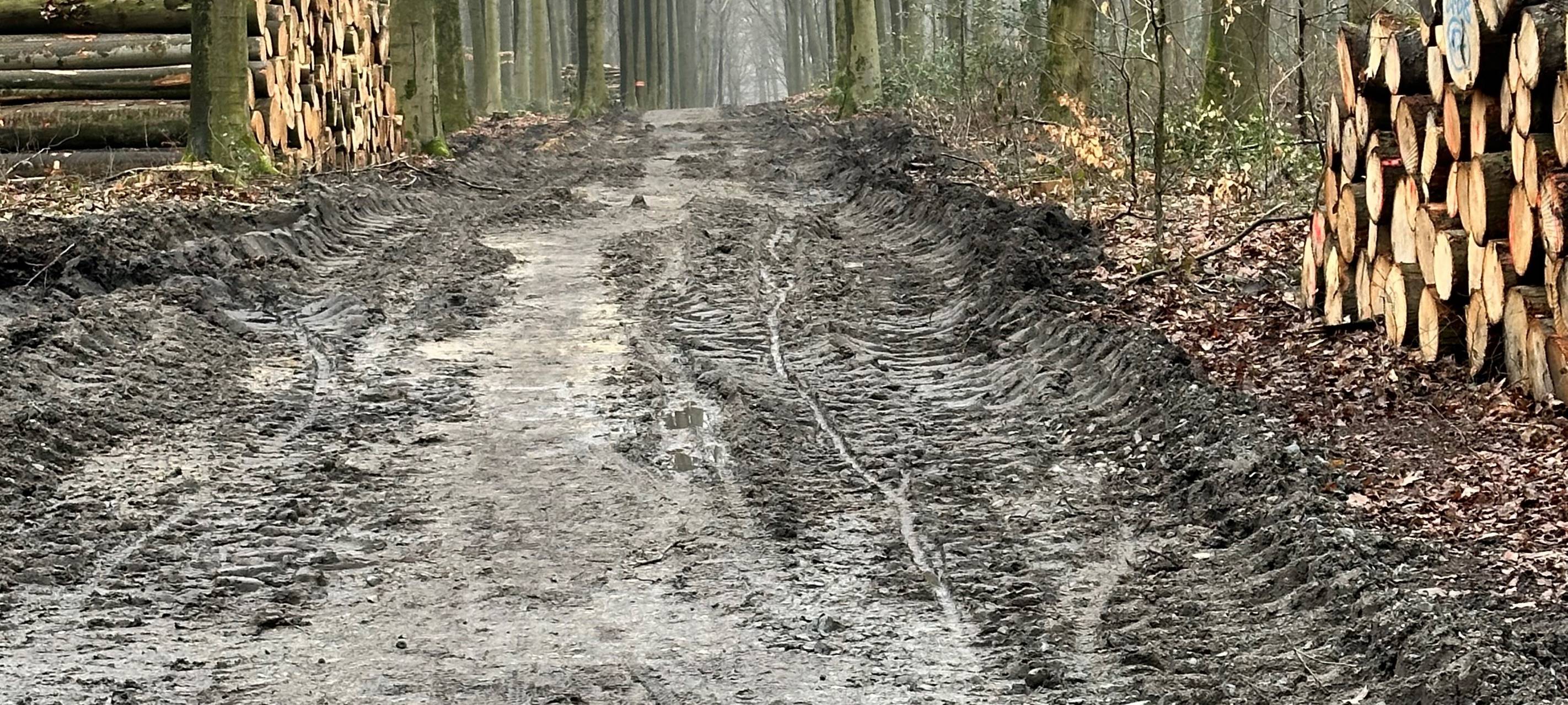 Zerstörte Waldwege in Dortmund