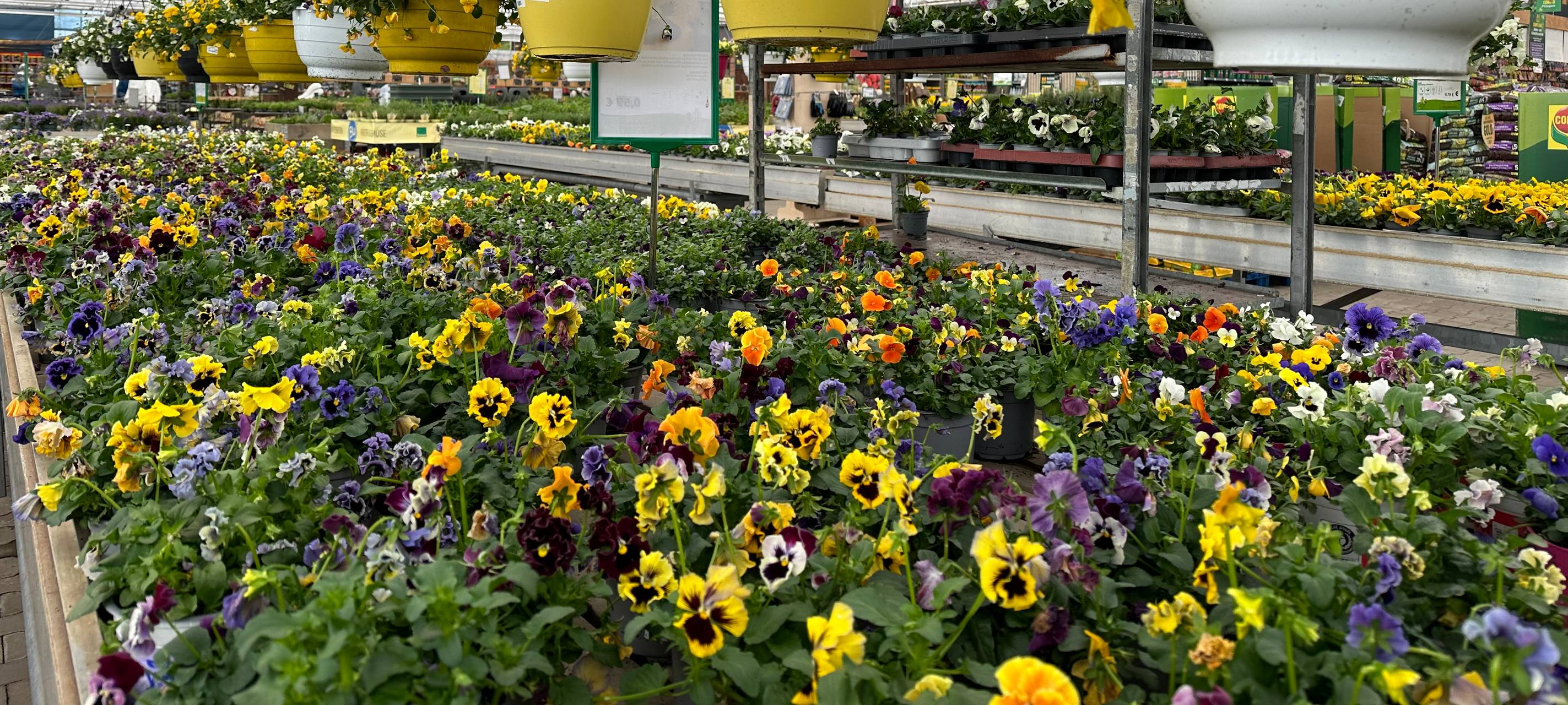 Dortmund: Gartencenter Augsburg gerettet