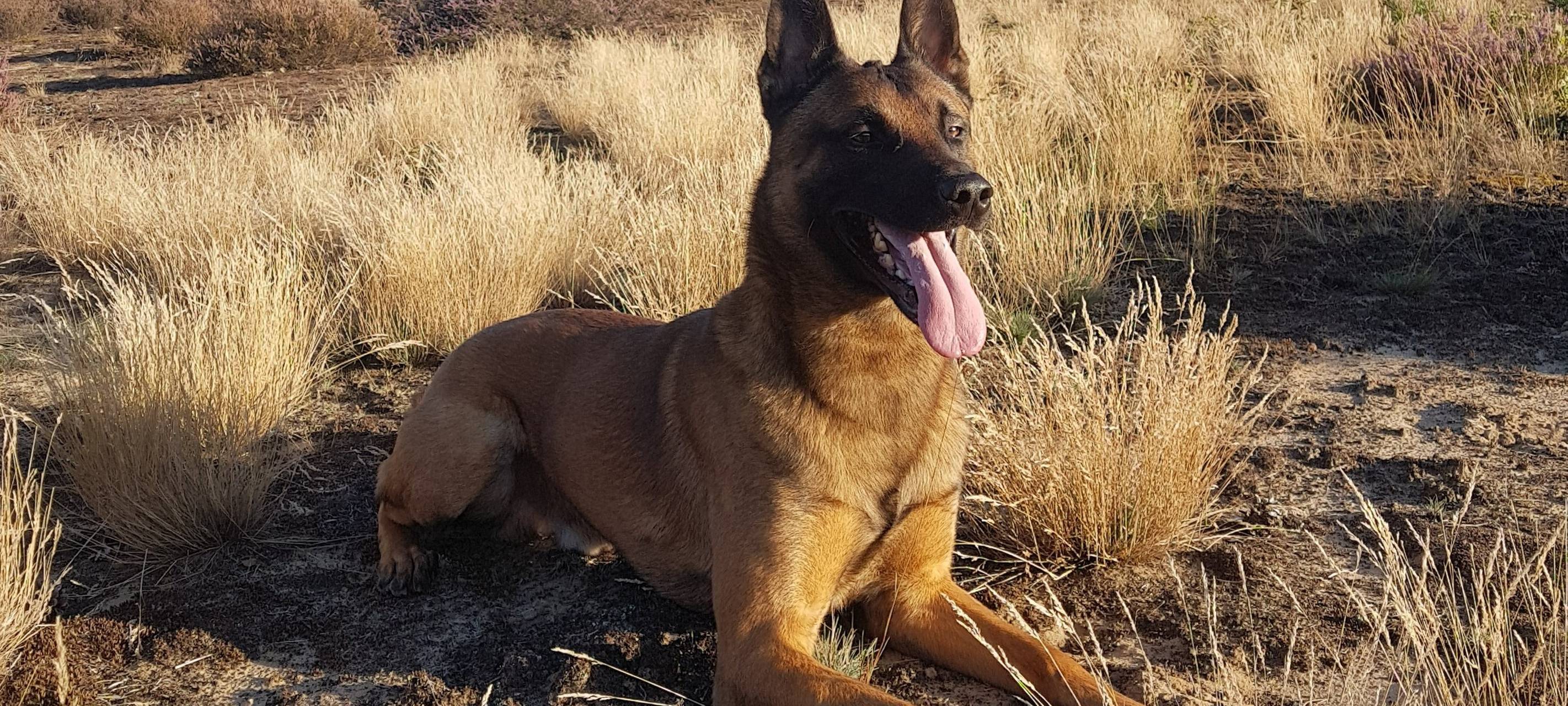 Dortmund: Suchhund Knox rettet Seniorin