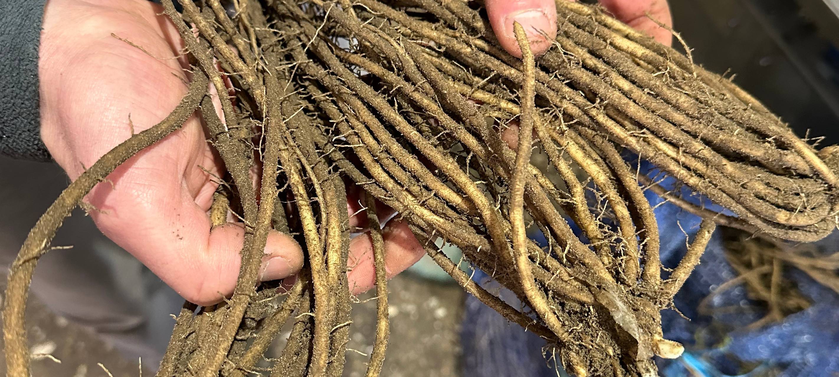 Spargelsaison in Dortmund gestartet