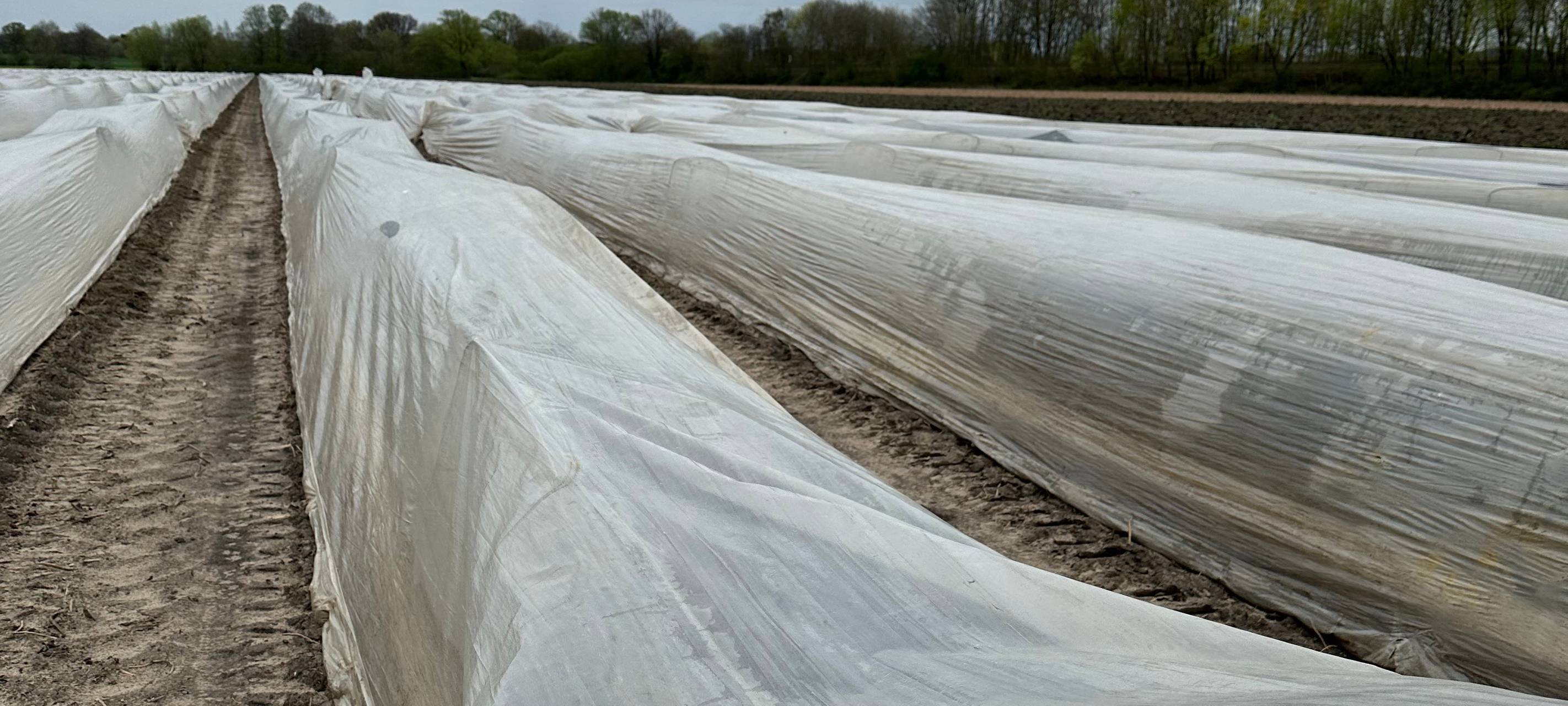 Spargelsaison in Dortmund gestartet