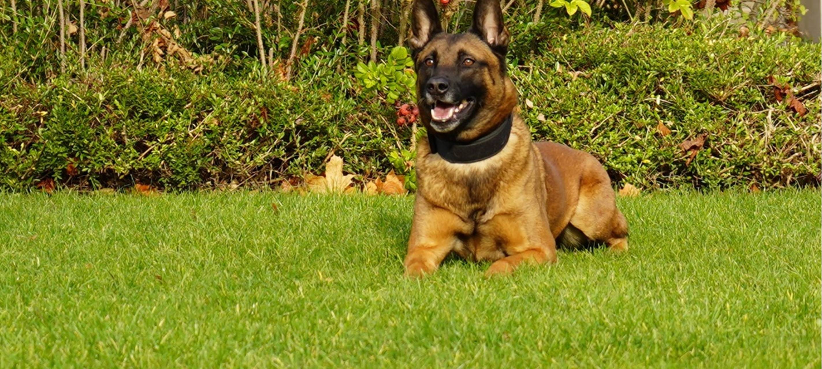 Ein Training mit den Dortmunder Polizeihunden
