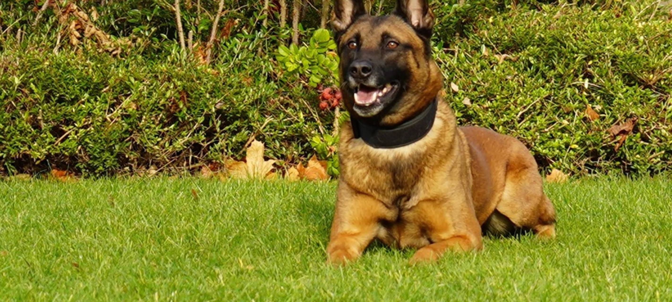 Ein Training mit den Dortmunder Polizeihunden