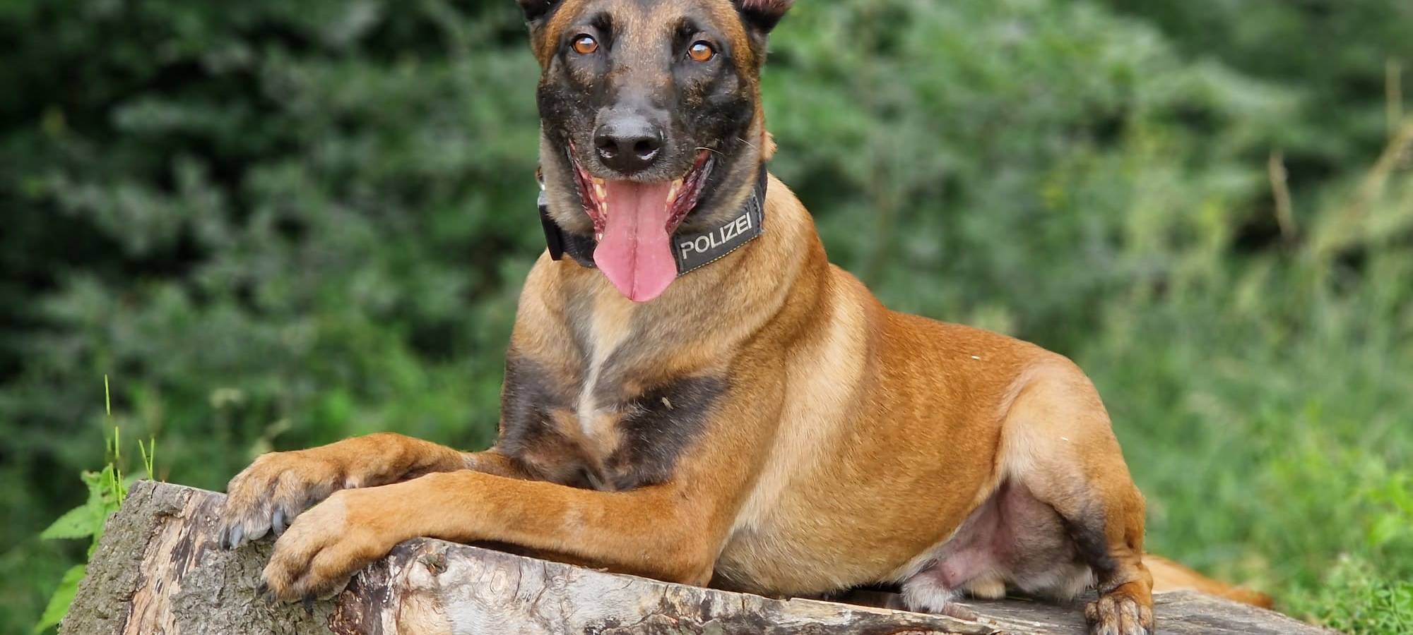 Ein Training mit den Dortmunder Polizeihunden