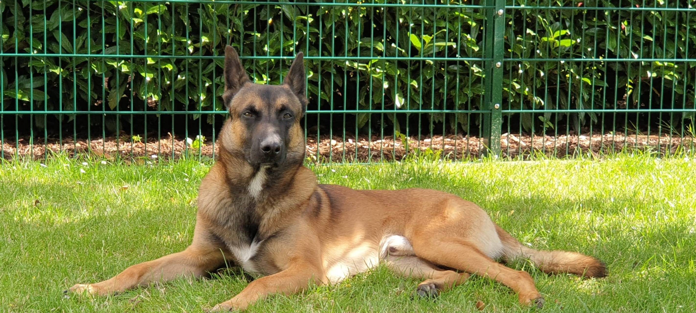 Ein Training mit den Dortmunder Polizeihunden