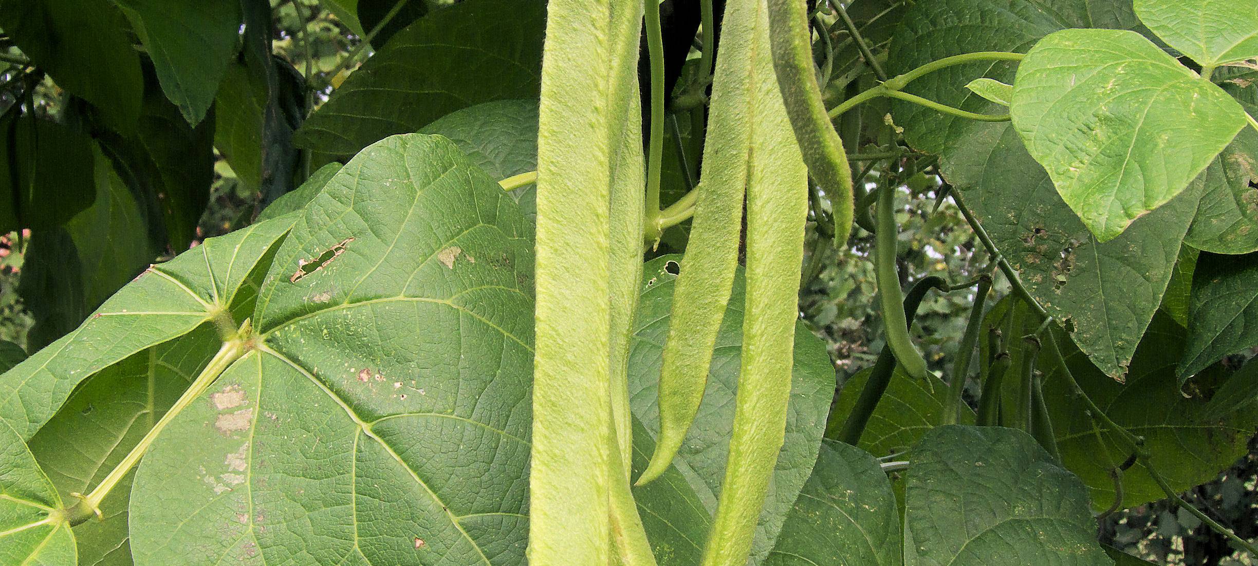 Längste Bohnenranke Dortmunds gesucht