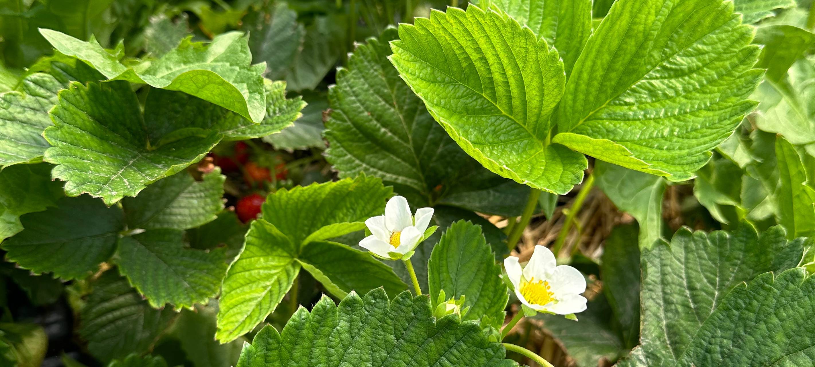 Die Erdbeersaison in Dortmund