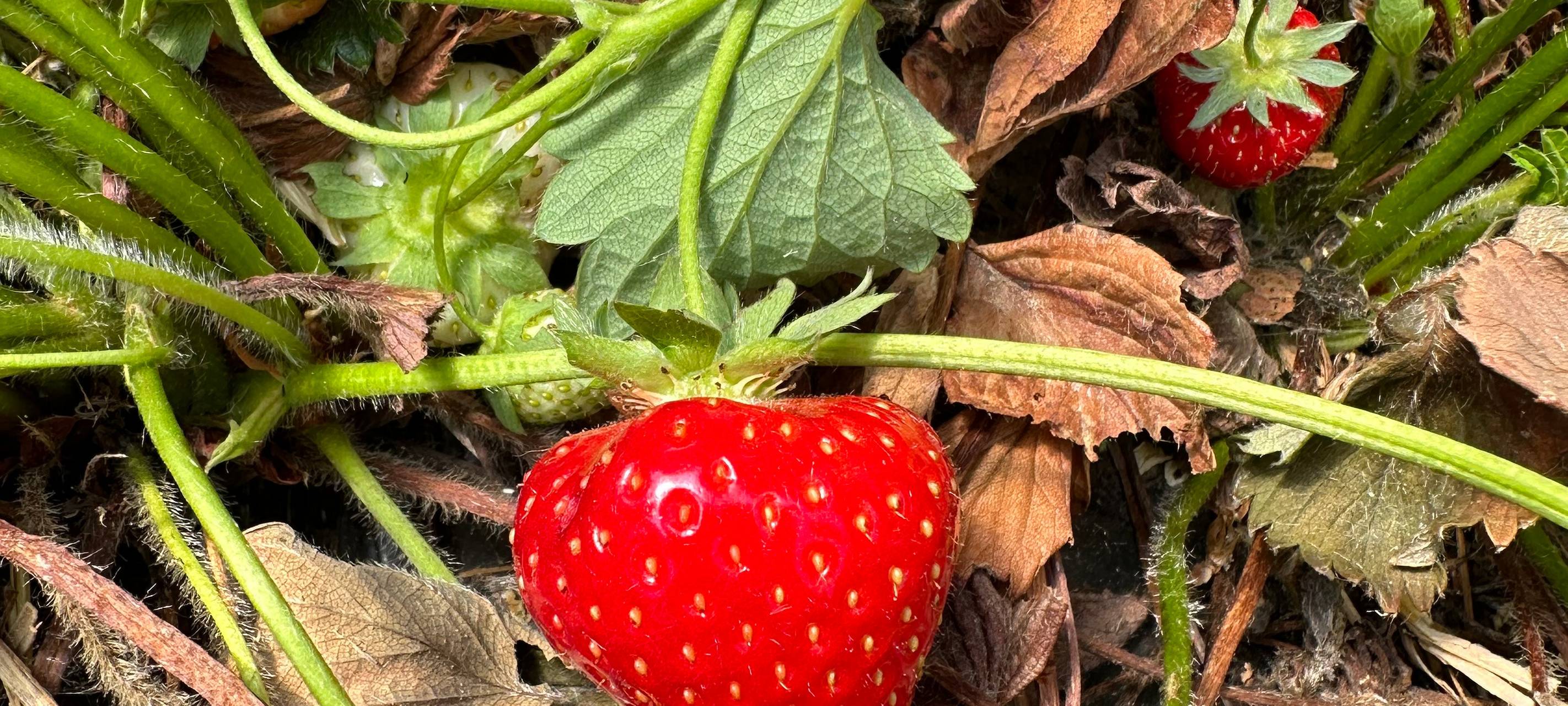 Die Erdbeersaison in Dortmund
