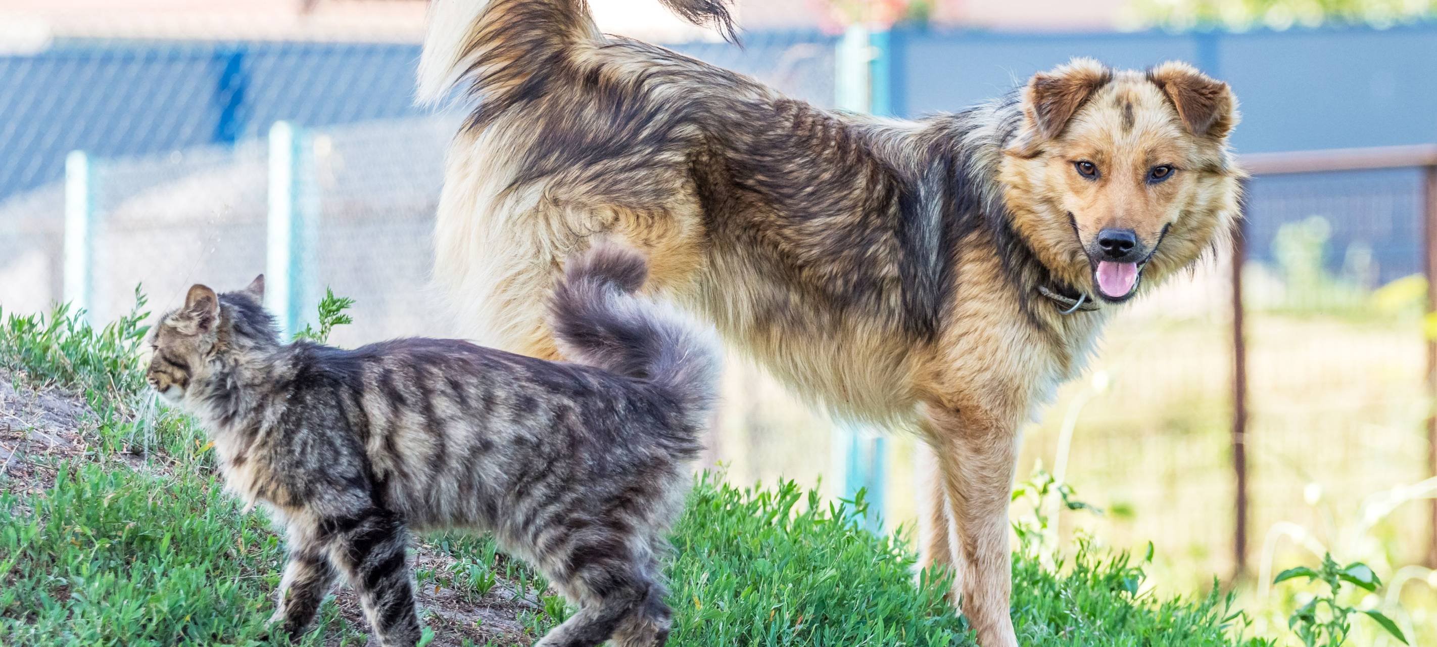 Dortmund: Neue Tierklinik entsteht mit 24-Stunden-Versorgung