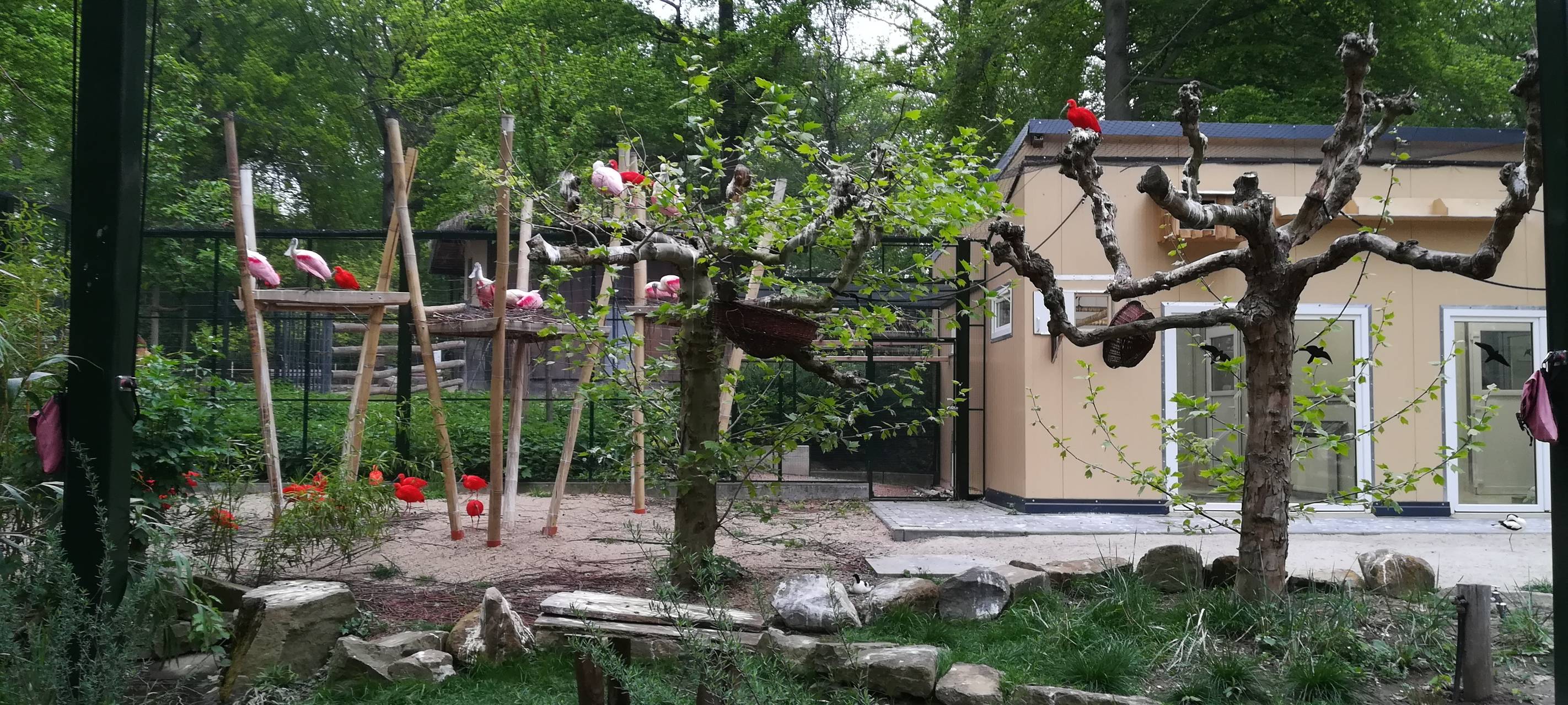 Besondere Vögel: Die neue Ibis-Voliere im Zoo