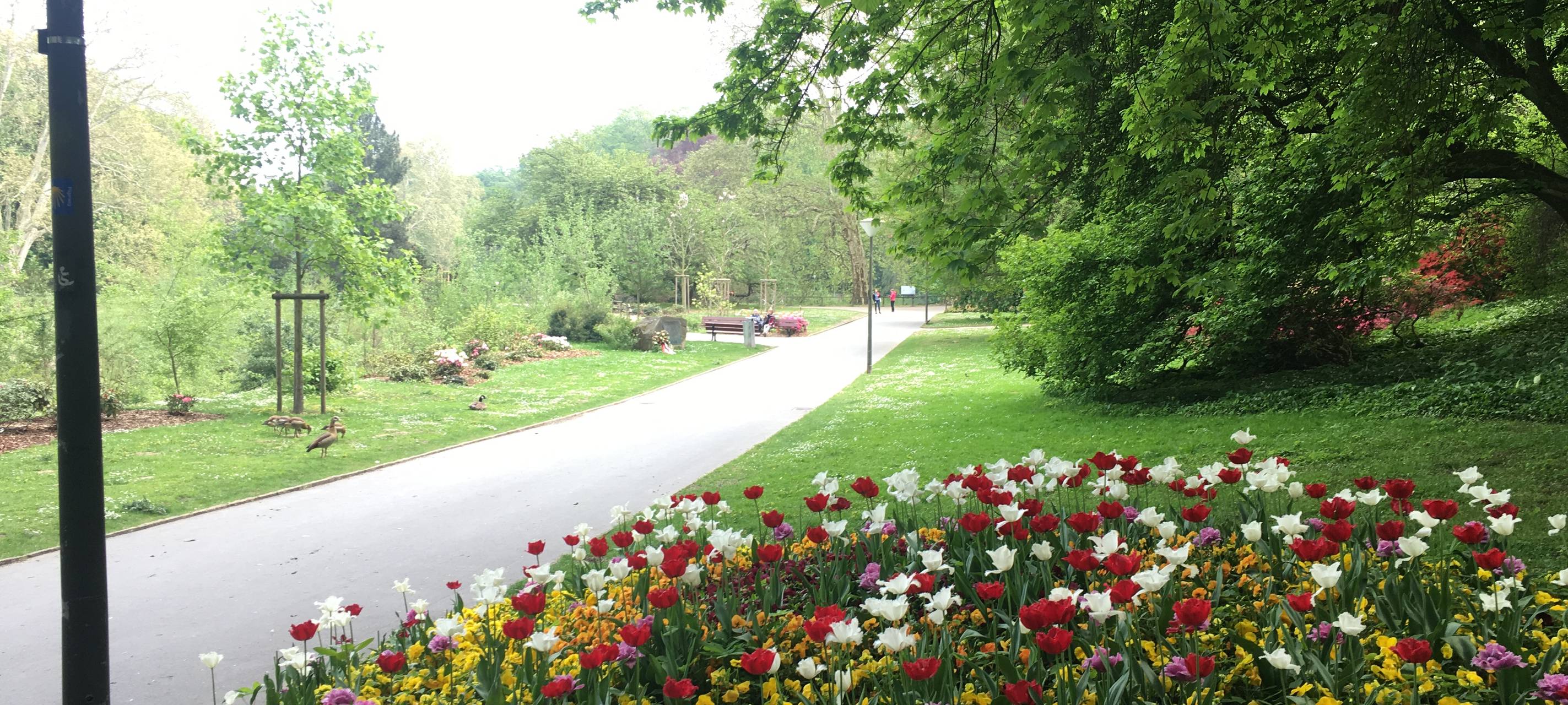 Rombergpark soll schöner werden