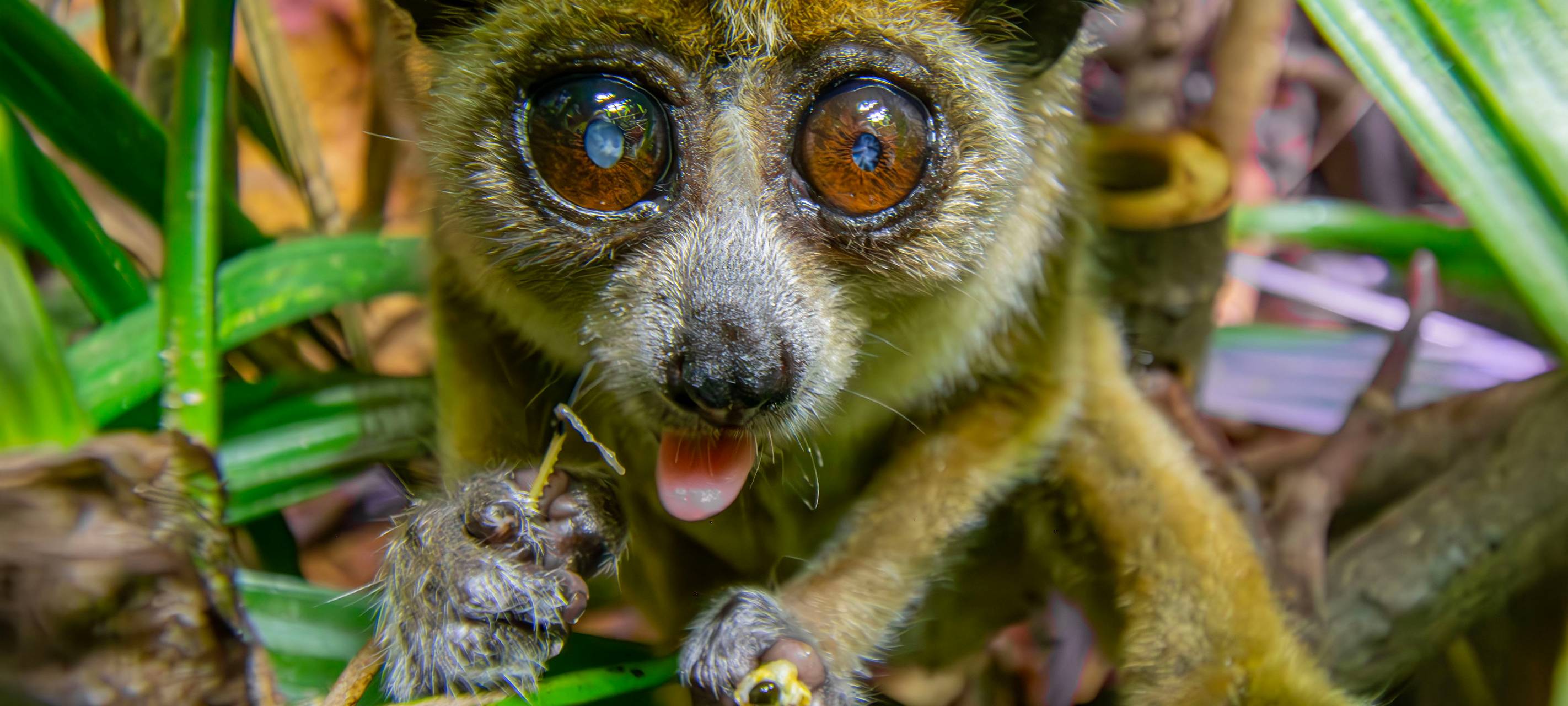 Dortmunder Zoo-Liebling gestorben