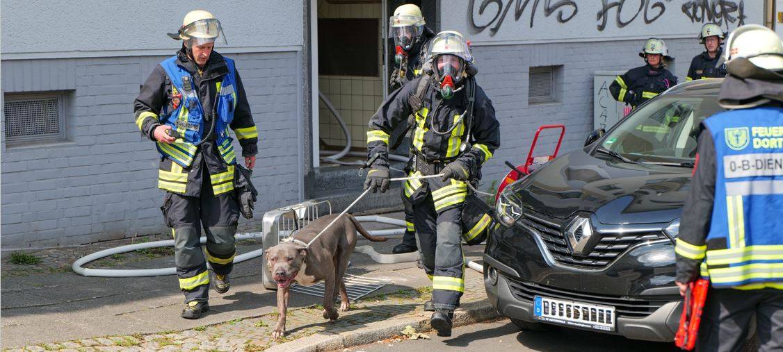 Hund aus Brandwohnung in Dortmund gerettet