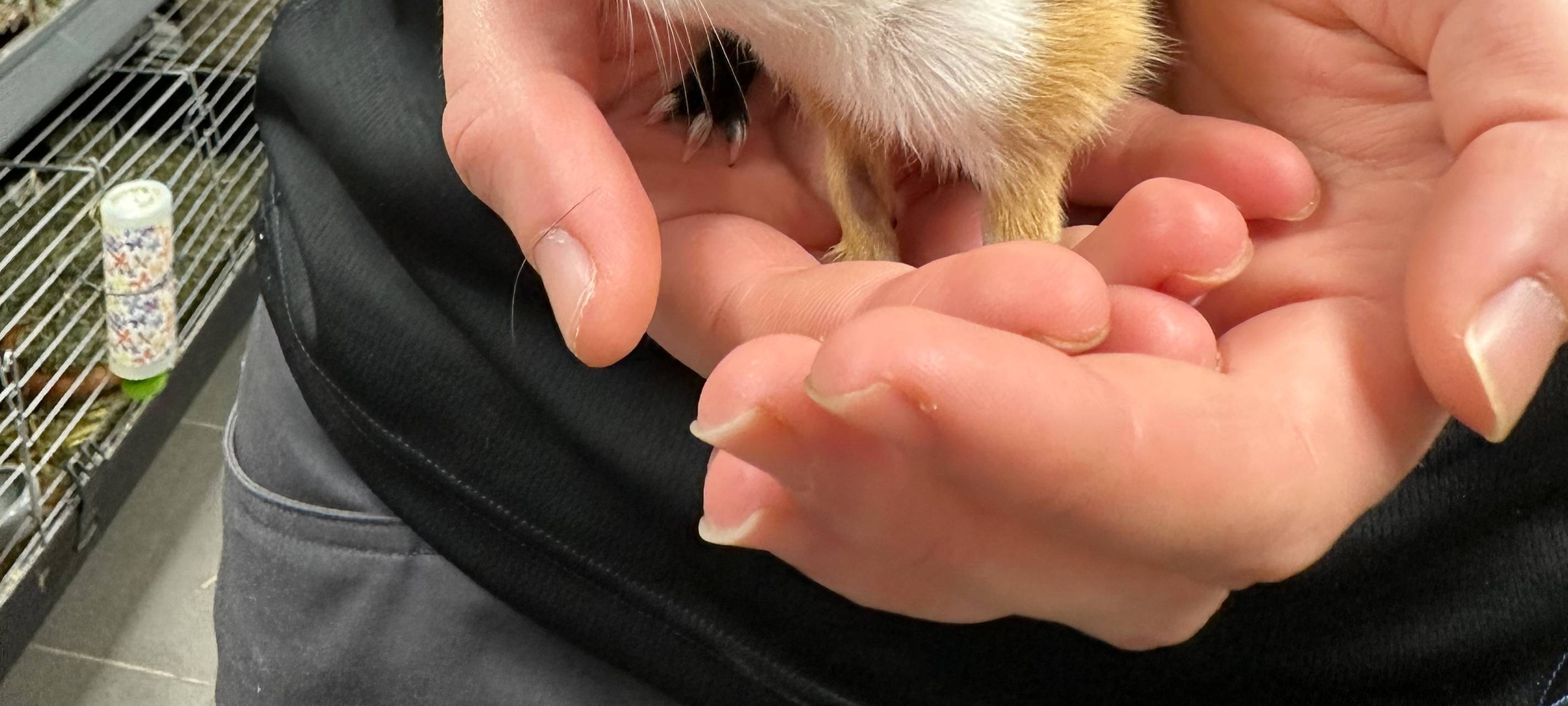 Tierheim Dortmund ist komplett voll