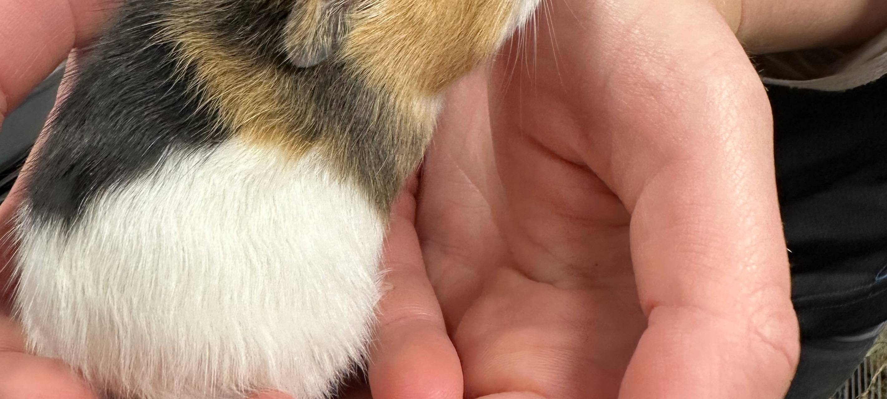 Tierheim Dortmund ist komplett voll