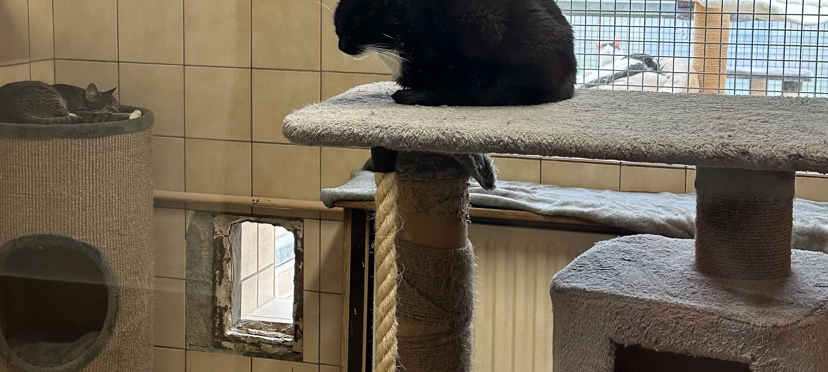 Tierheim Dortmund ist komplett voll