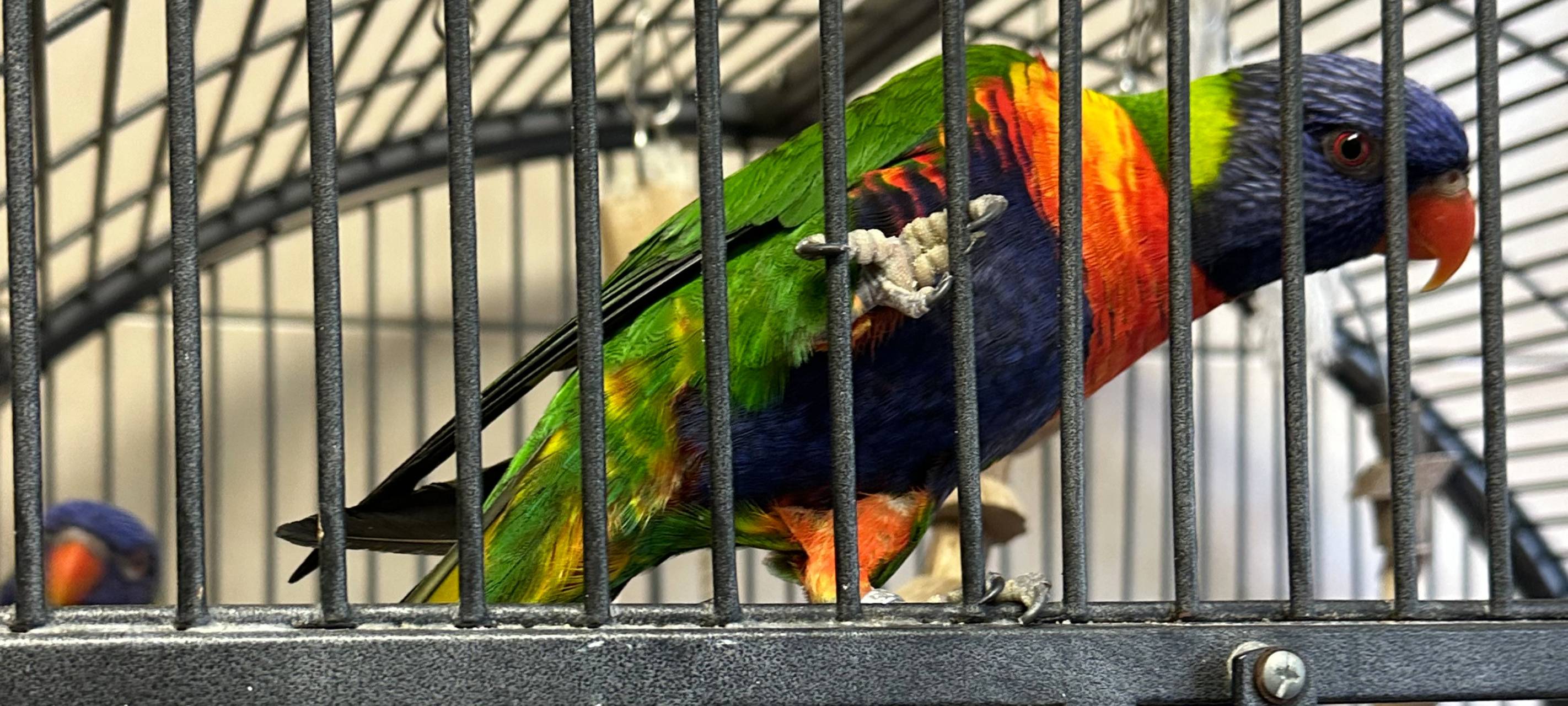 Tierheim Dortmund ist komplett voll