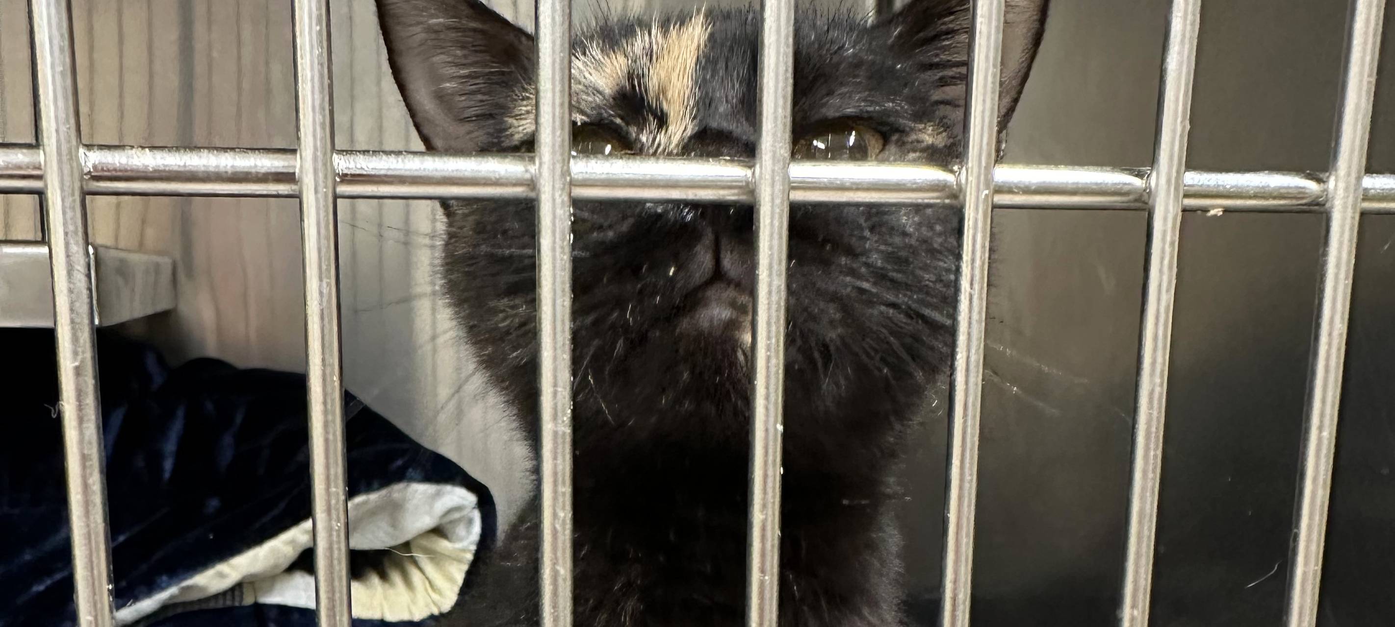 Tierheim Dortmund ist komplett voll