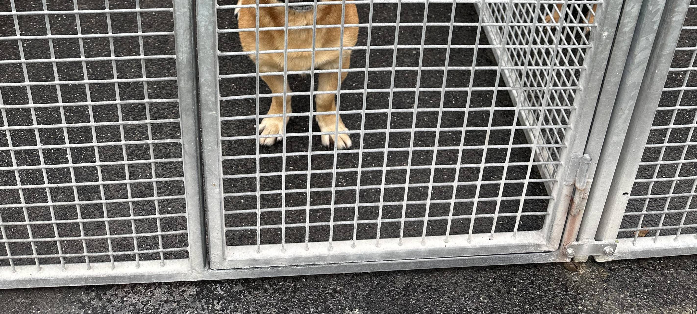 Tierheim Dortmund ist komplett voll