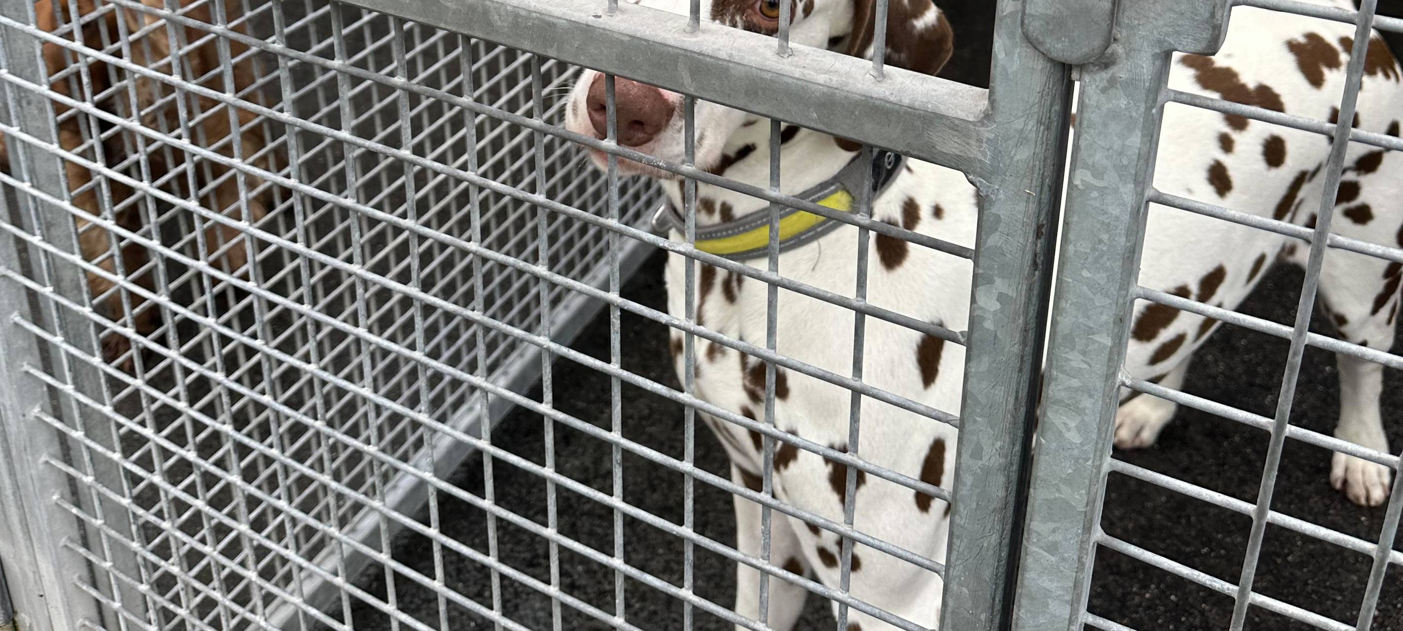 Tierheim Dortmund ist komplett voll