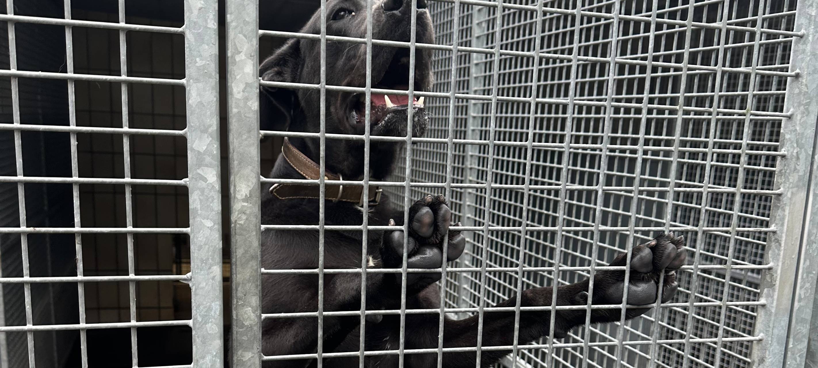 Tierheim Dortmund ist komplett voll