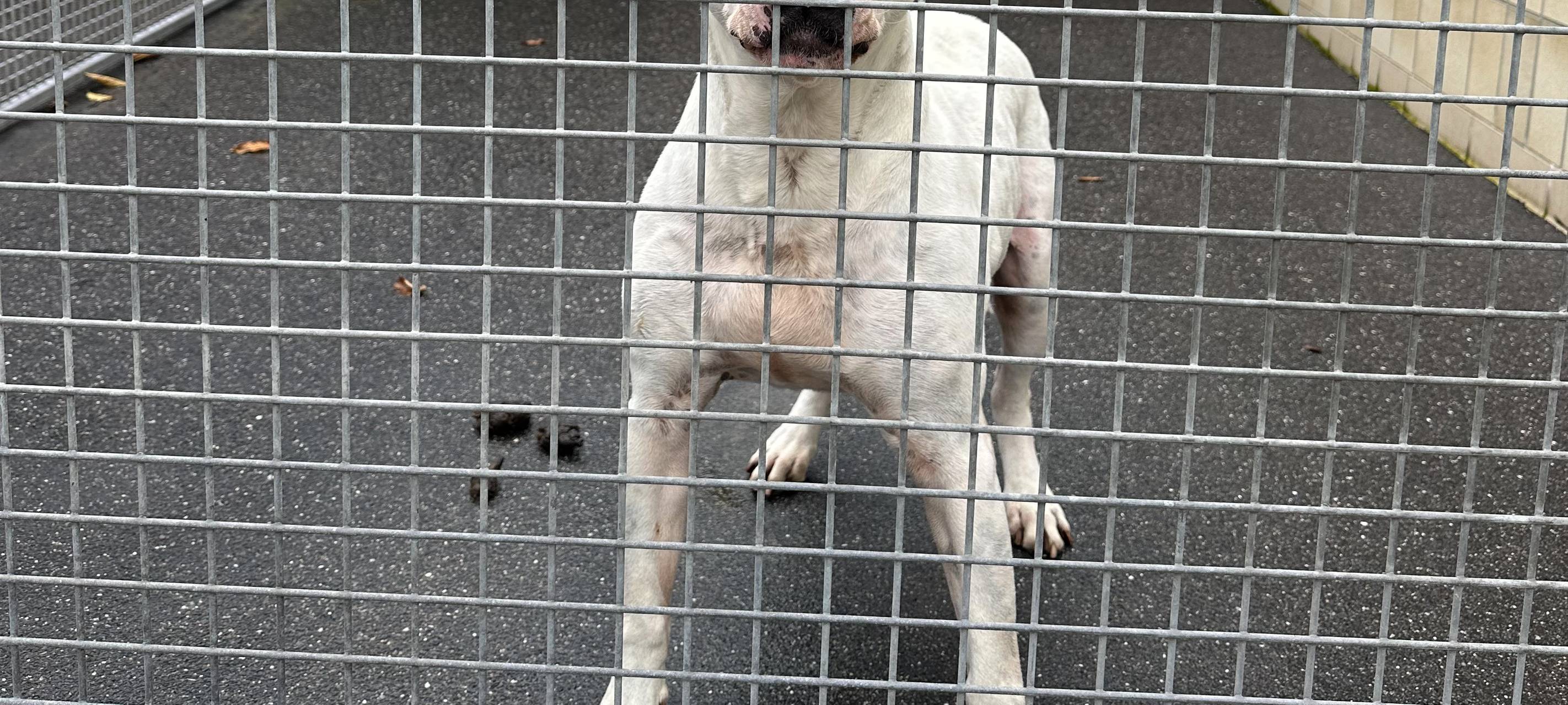 Tierheim Dortmund ist komplett voll