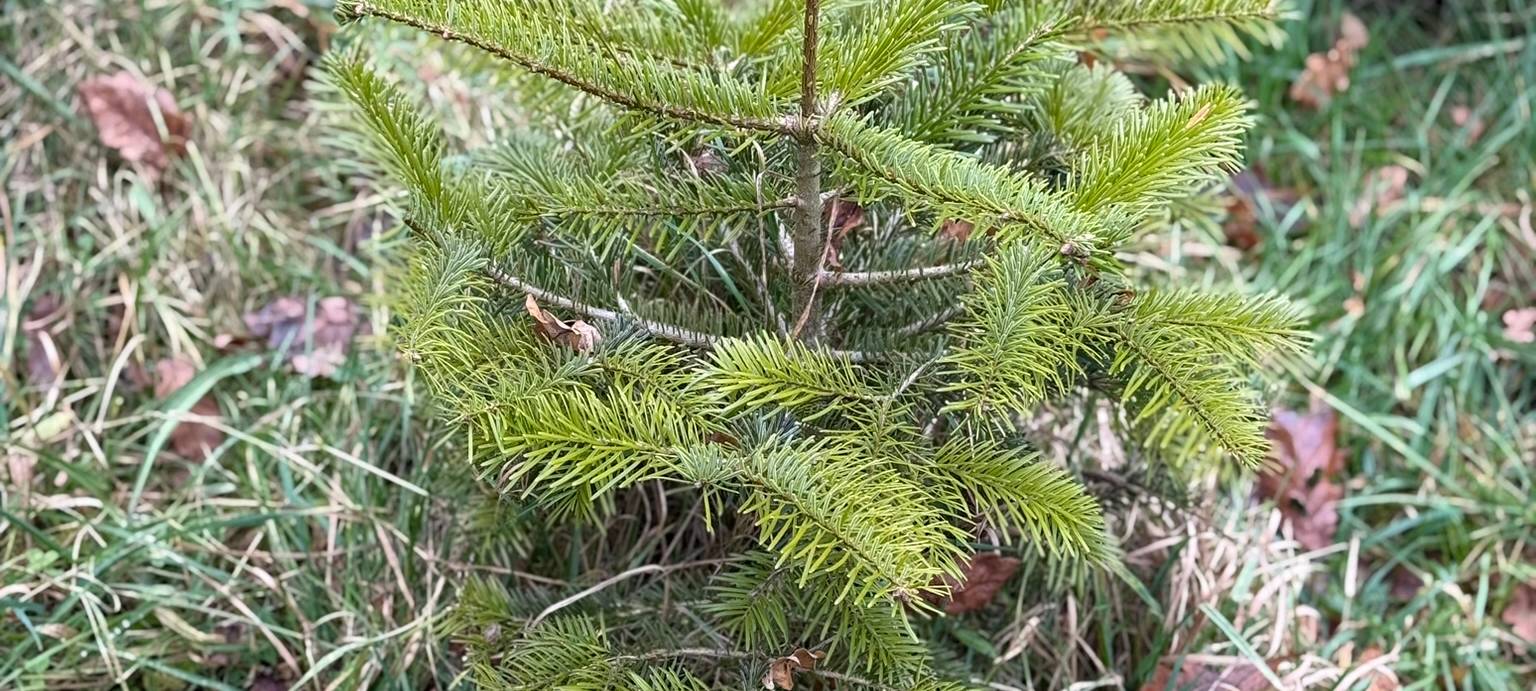 Die letzten Fichten für den Dortmunder Weihnachtsbaum