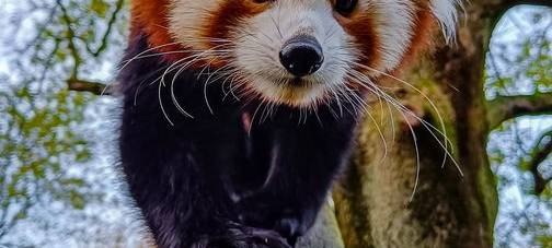 Panda aus Dortmunder Zoo ausgebrochen