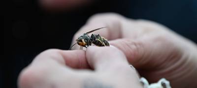 Asiatische Hornisse in Dortmund