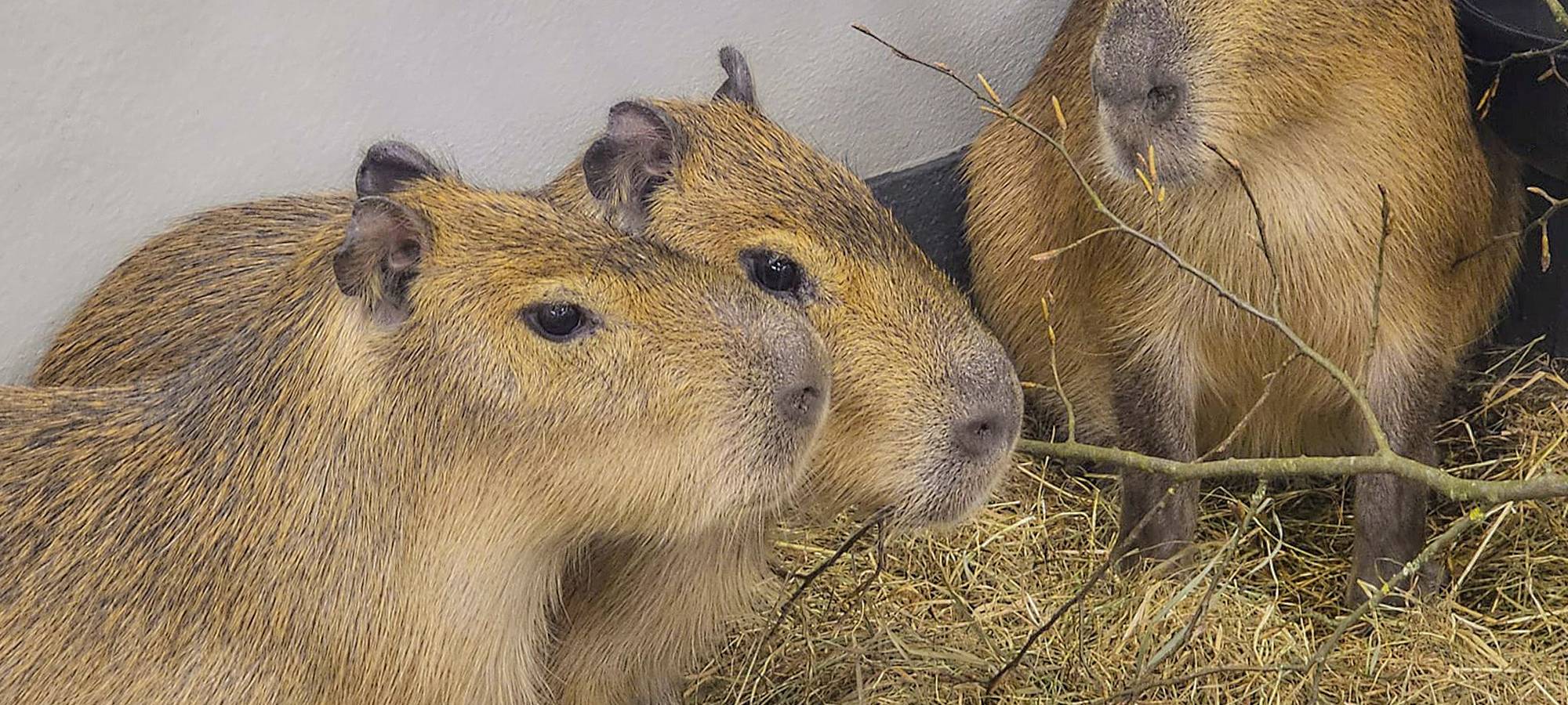 Neue Capybaras im Zoo Dortmund
