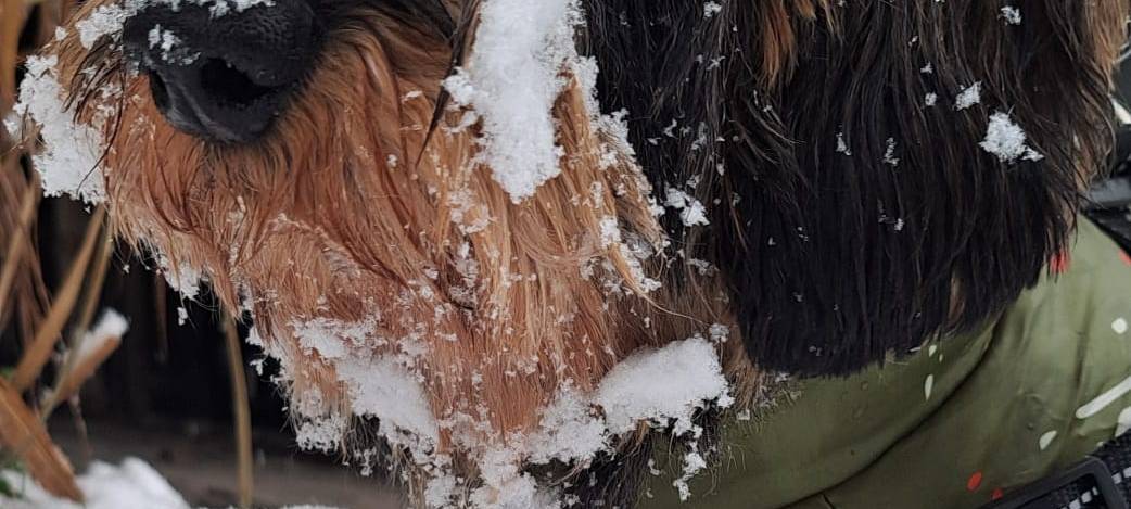 Schneechaos in Dortmund: Eine Chronik der Ereignisse