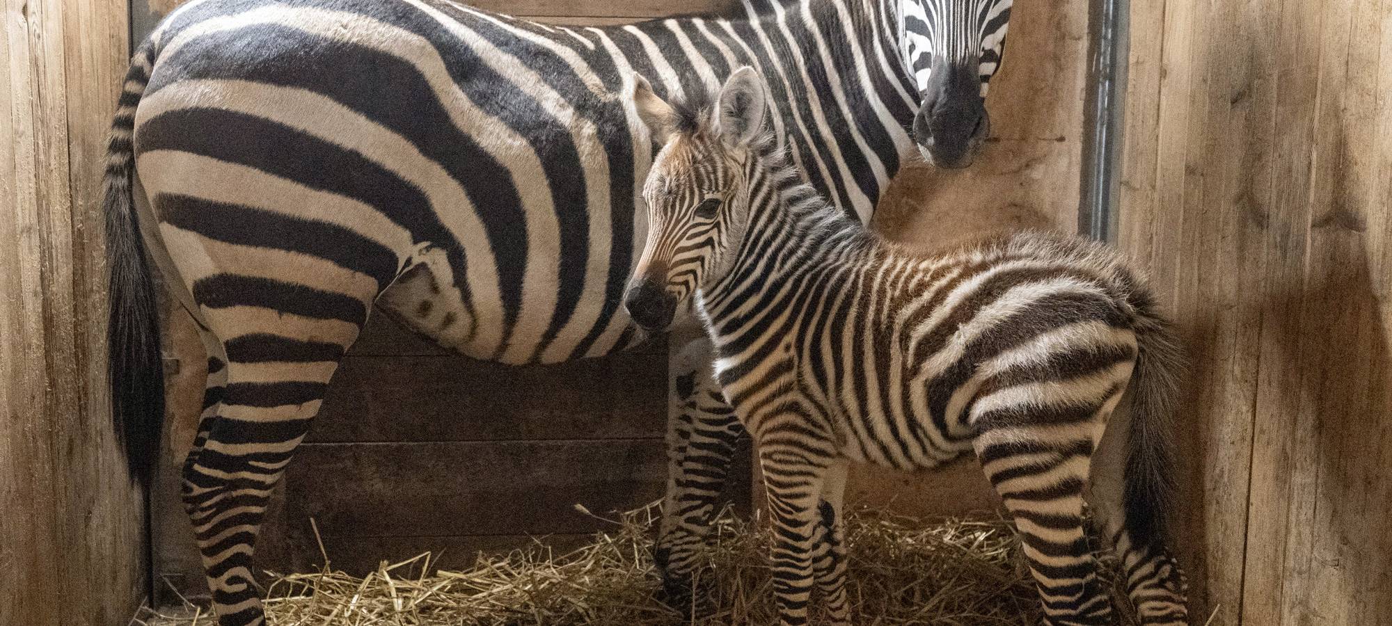 Nachwuchs im Zoo Dortmund: Zebra geboren