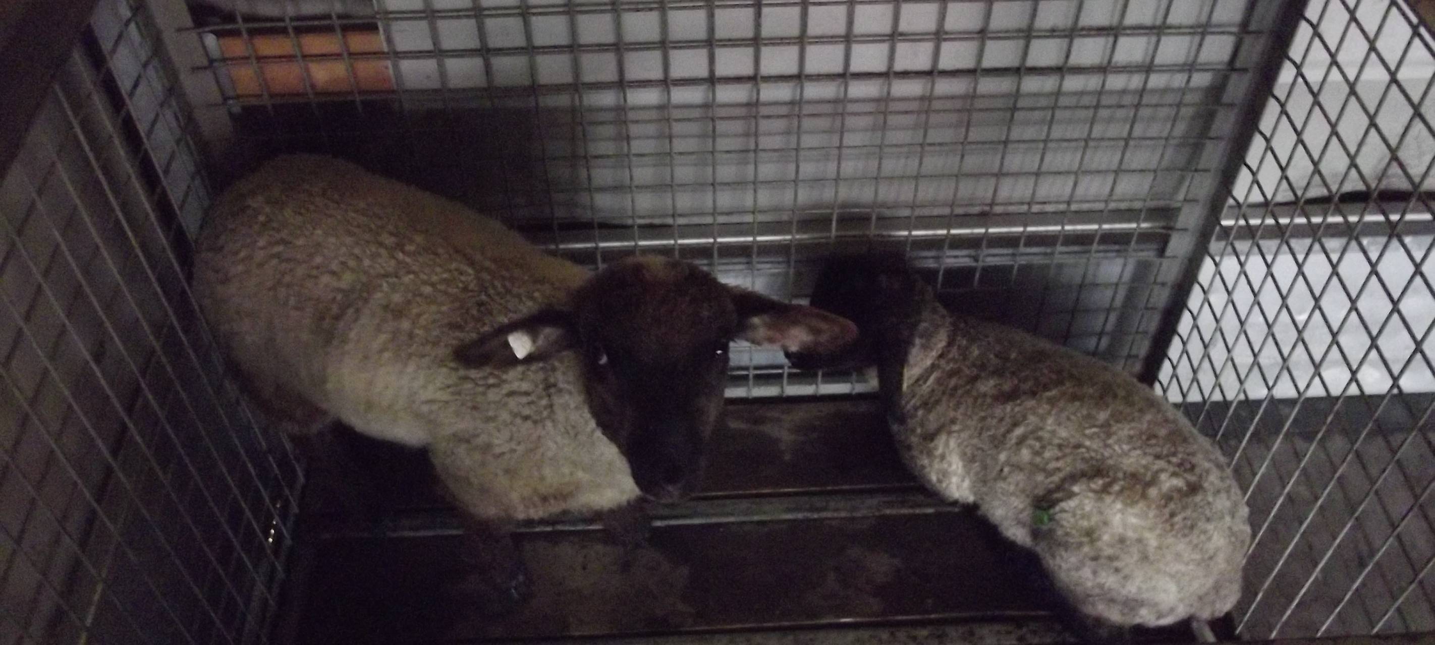 Tierrettung aus dem Dortmund-Ems-Kanal