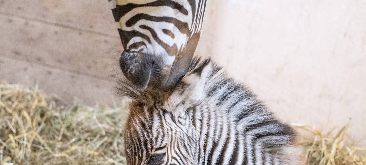 Neues Zebra-Fohlen im Zoo Dortmund