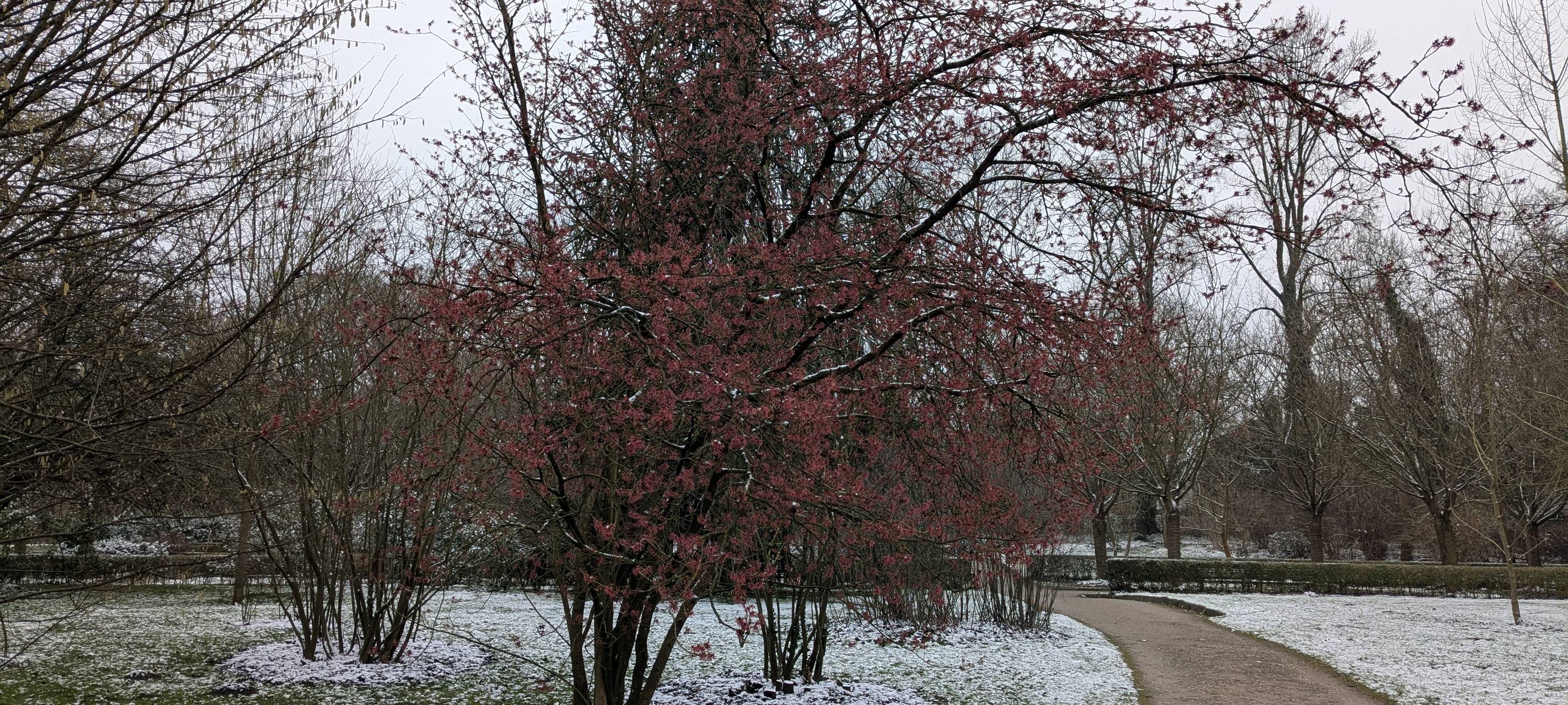 Das sind die Zukunftsbäume in Dortmund