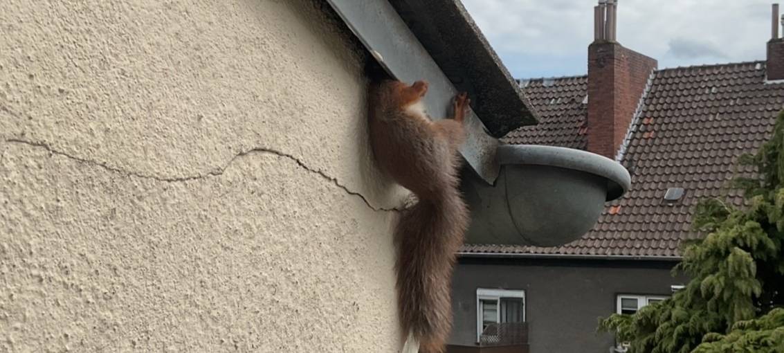 Ein an einem Dachblech eingeklemmtes Eichhörnchen an einer Hausfassade.