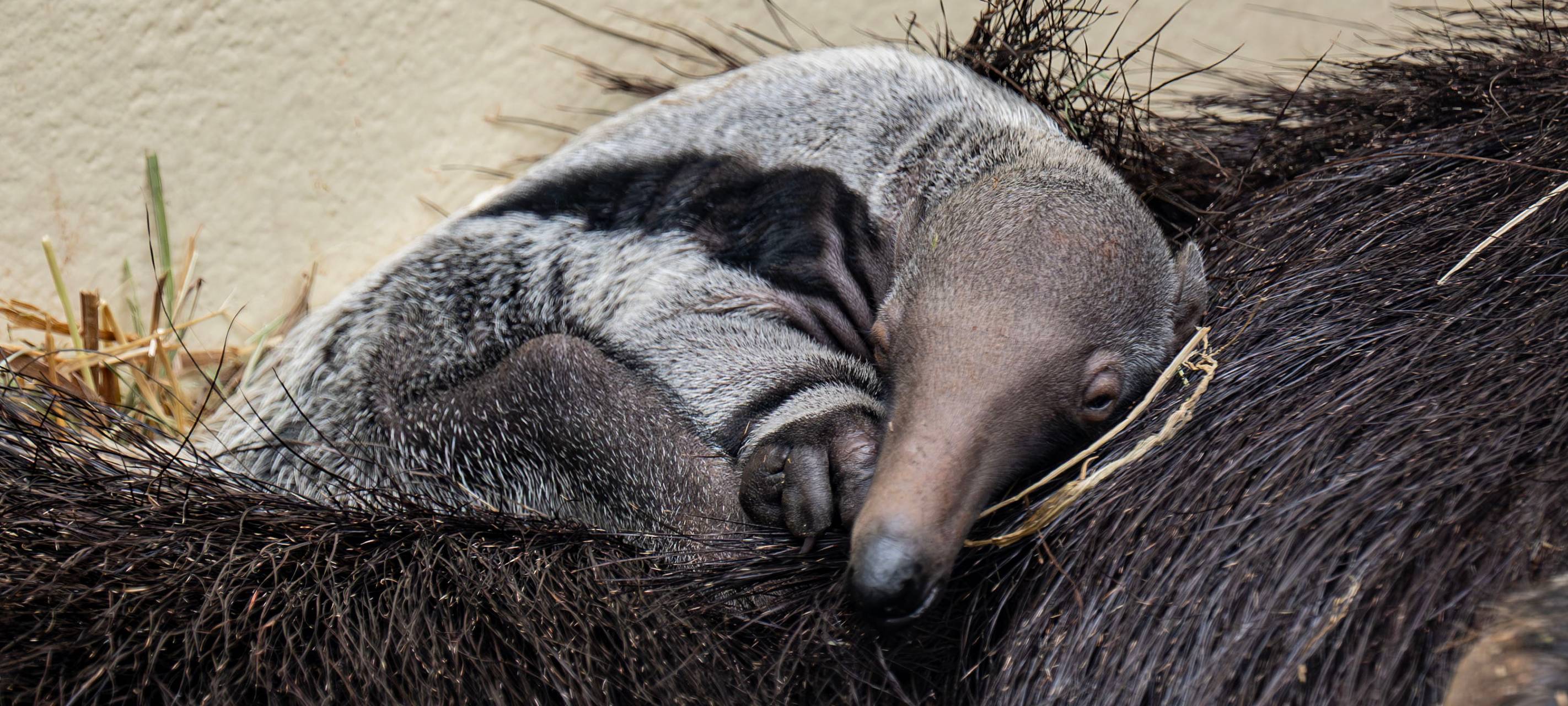 Das Jungtier auf dem Rücken seiner Mutter.