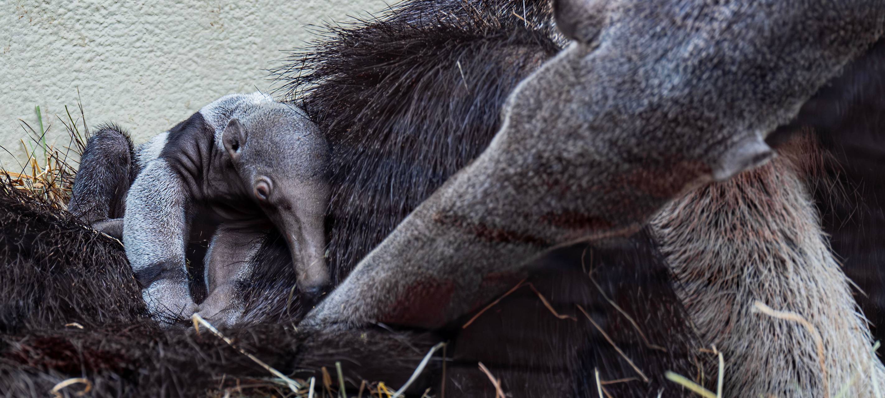 Mutter Bonita begutachtet sein Junges.