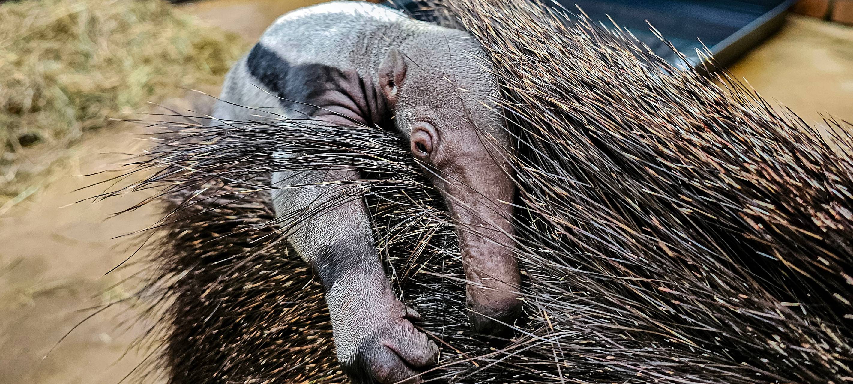 Das Jungtier auf dem Rücken seiner Mama.