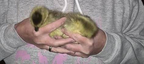 Bundespolizei rettet Küken in Dortmund