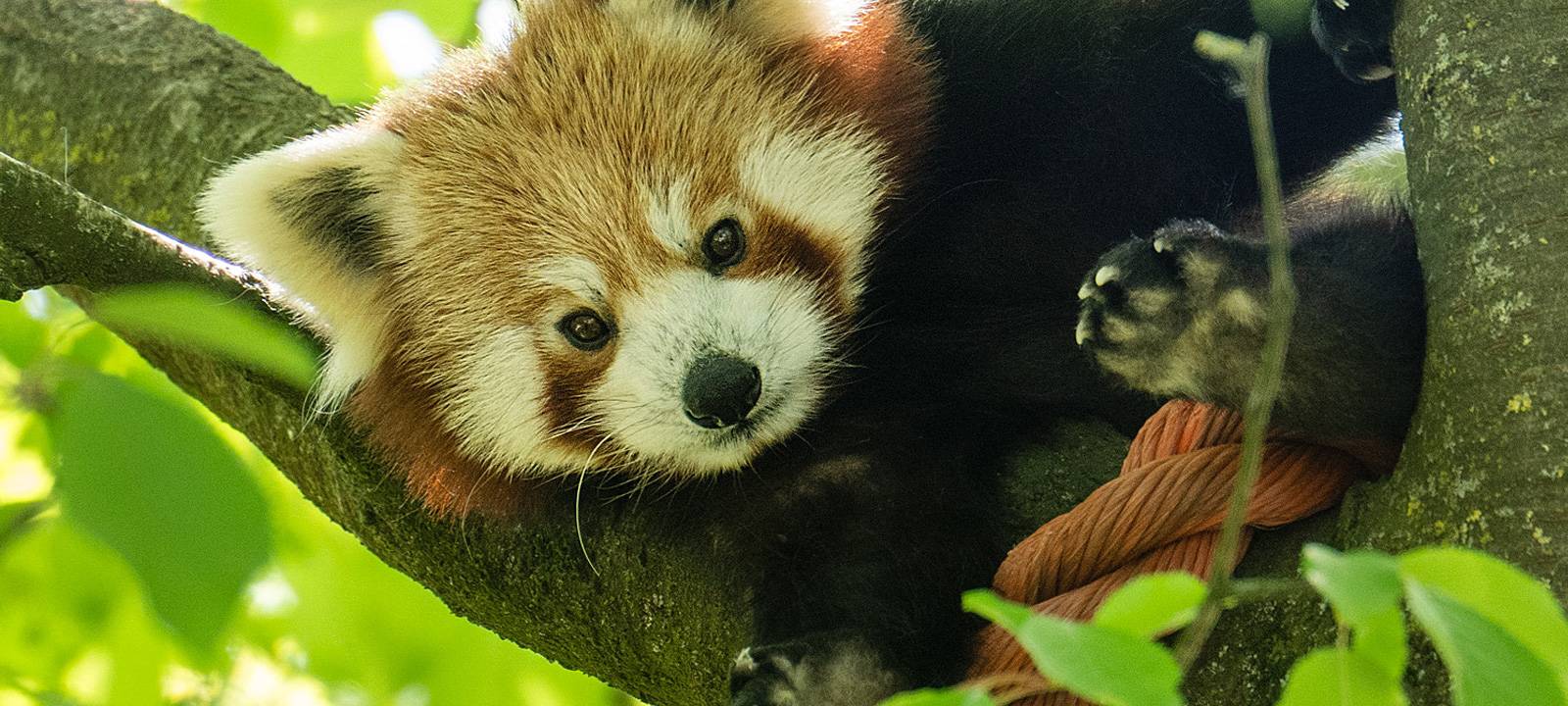 Kleiner Panda Chenpo zurück im Zoo Dortmund
