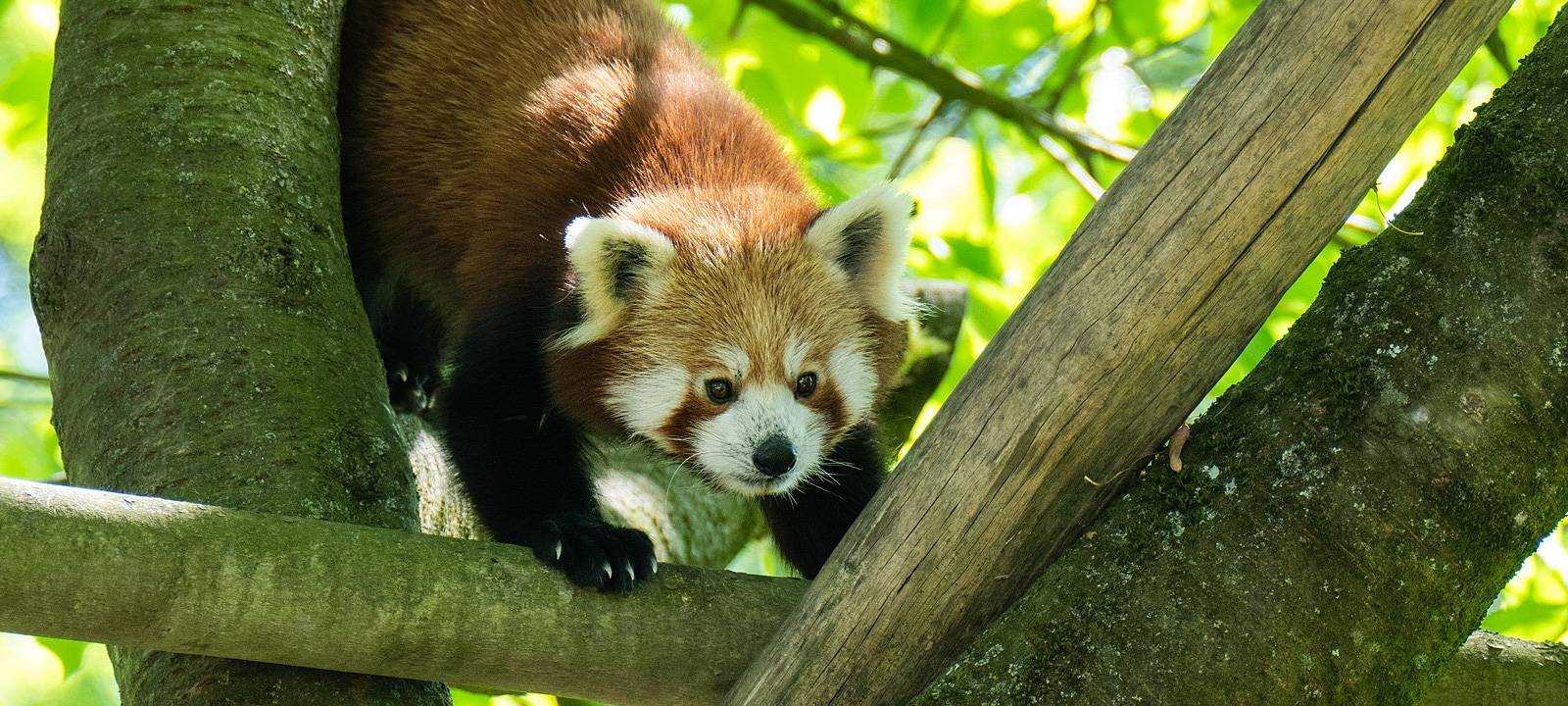 Kleiner Panda Chenpo zurück im Zoo Dortmund
