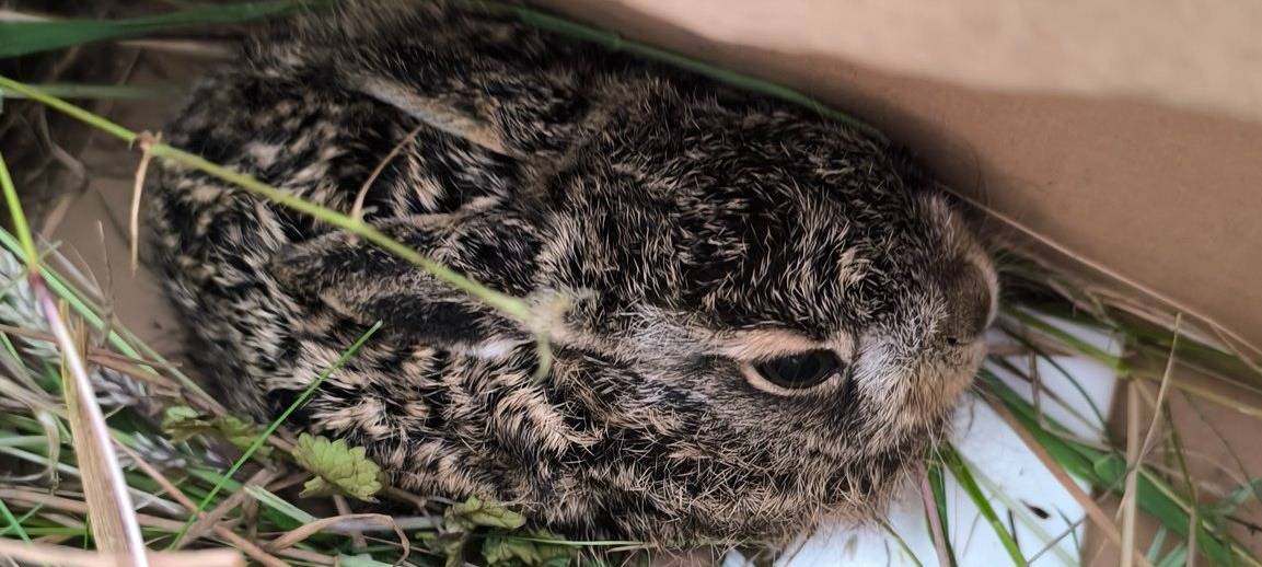 Dortmund: Verletztes Hasenjunges gerettet